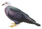 Yellow-legged Pigeon Illustration