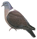 Eastern Bronze-naped Pigeon Illustration