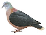 Western Bronze-naped Pigeon Illustration