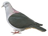 Island Bronze-naped Pigeon Illustration