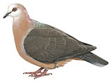 Lemon Dove Illustration