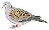 European Turtle Dove Illustration