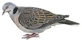 Dusky Turtle Dove Illustration