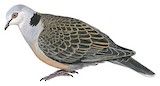 Adamawa Turtle Dove Illustration