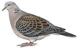 Oriental Turtle Dove Illustration