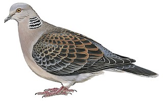 Turtle dove 35 on sale v2