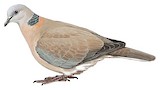 Philippine Collared Dove Illustration