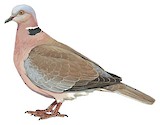 Sunda Collared Dove Illustration