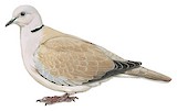 African Collared Dove Illustration