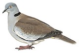 White-winged Collared Dove Illustration