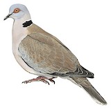 Mourning Collared Dove Illustration