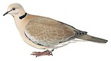 Vinaceous Dove Illustration