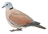 Red Collared Dove Illustration