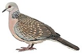 Spotted Dove Illustration