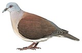 Malagasy Turtle Dove Illustration