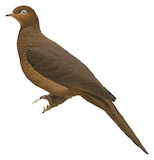 Andaman Cuckoo-Dove Illustration