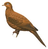 Enggano Cuckoo-Dove Illustration