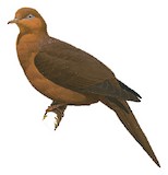 Ruddy Cuckoo-Dove Illustration