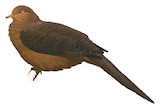 Philippine Cuckoo-Dove Illustration