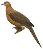 Timor Cuckoo-Dove Illustration