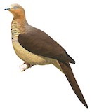 Sultan's Cuckoo-Dove Illustration