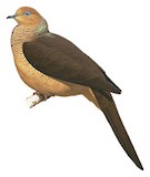 Amboyna Cuckoo-Dove Illustration