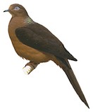 Brown Cuckoo-Dove Illustration