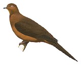 Bar-tailed Cuckoo-Dove Illustration