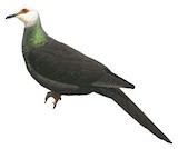 White-faced Cuckoo-Dove Illustration