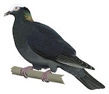 White-crowned Pigeon Illustration