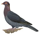 Scaly-naped Pigeon Illustration