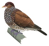 Scaled Pigeon Illustration