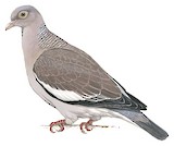 Bare-eyed Pigeon Illustration