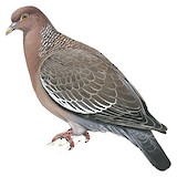 Picazuro Pigeon Illustration