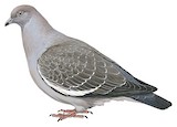 Spot-winged Pigeon Illustration