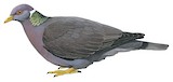 Band-tailed Pigeon Illustration