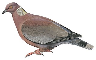 Chilean Pigeon