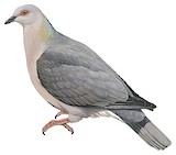 Ring-tailed Pigeon Illustration