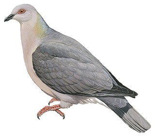 Illustrations Ring Tailed Pigeon Patagioenas Caribaea Birds Of The World