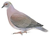 Pale-vented Pigeon Illustration