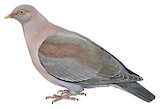 Red-billed Pigeon Illustration