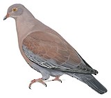 Maranon Pigeon Illustration