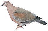 Plain Pigeon Illustration