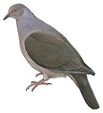 Plumbeous Pigeon Illustration