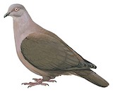 Ruddy Pigeon Illustration