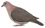 Short-billed Pigeon Illustration