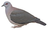 Dusky Pigeon Illustration