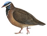 Blue-headed Quail-Dove Illustration