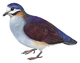 Purple Quail-Dove Illustration