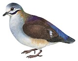 Sapphire Quail-Dove Illustration